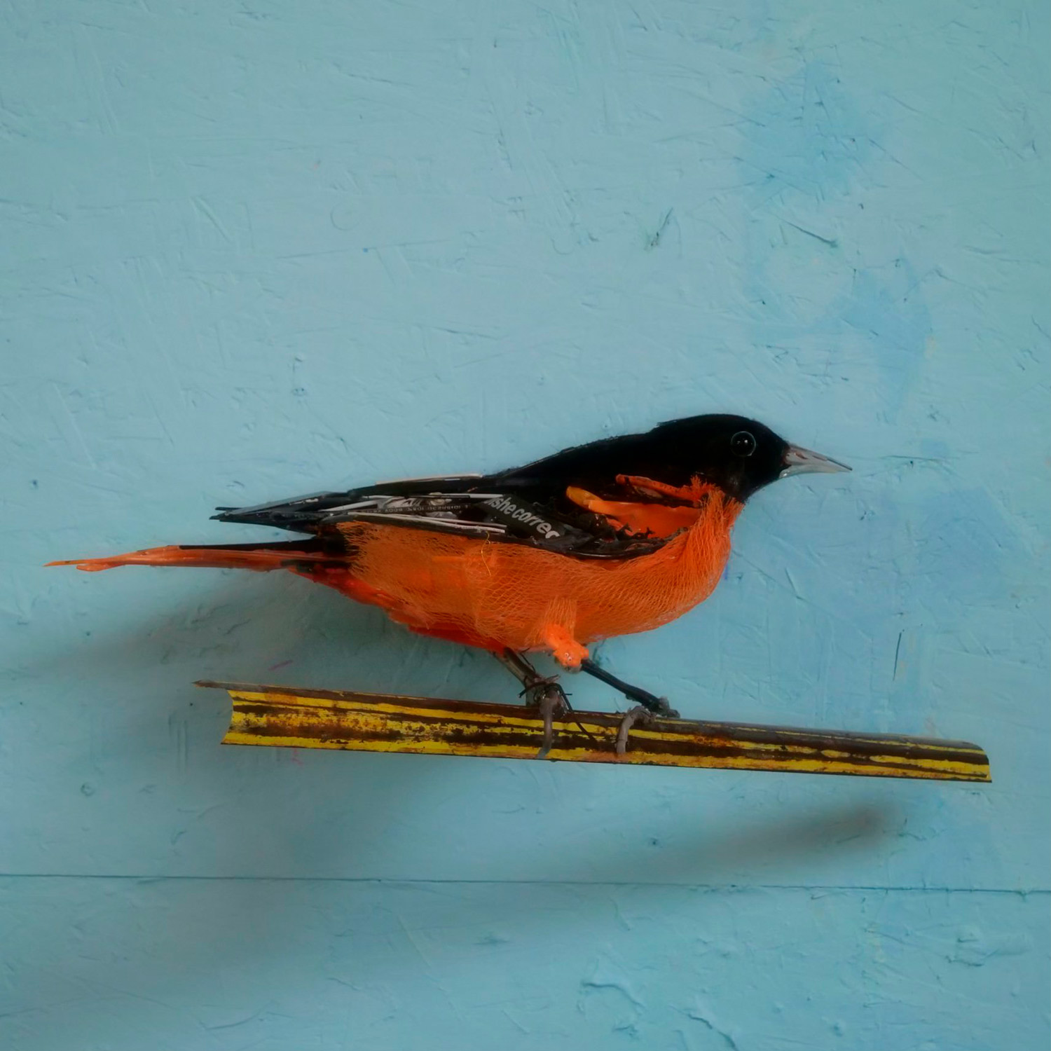 Oriole